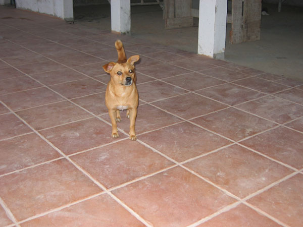 tilesa