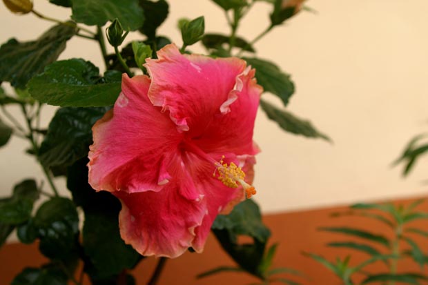 09.hibiscus