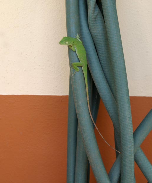 11.gecko
