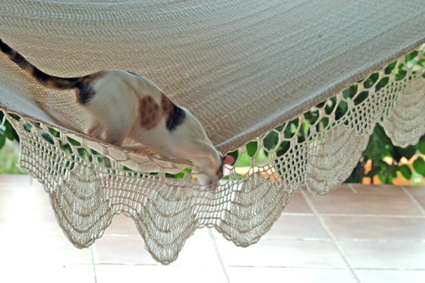 19.roxie_hammock2