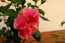 09.hibiscus