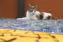 20.roxie_tile