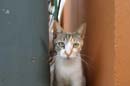 22.roxie_tanque
