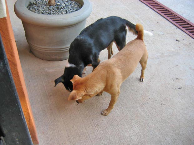 11.feeding4