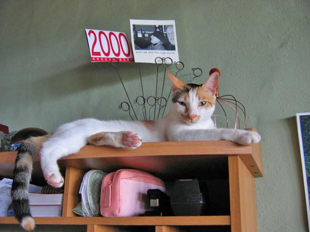 12.tipper