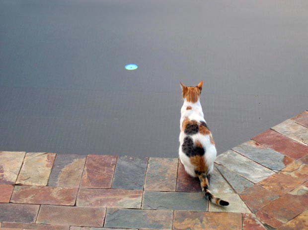16.meditating_cat