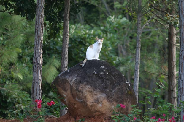 17.tipper_rock