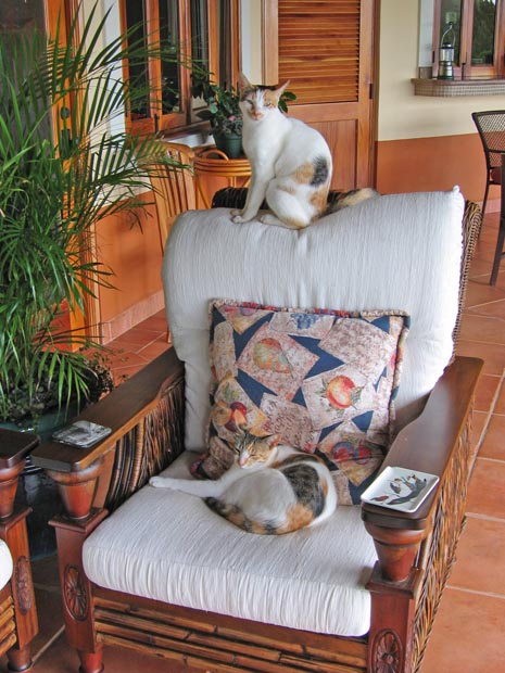 18.two-cats