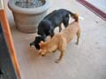 11.feeding4