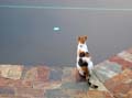 16.meditating_cat
