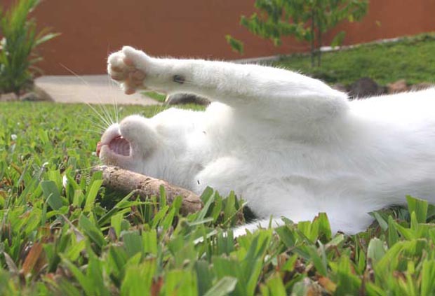 02.tipper_attacks_stick