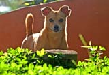 IMG_0662a