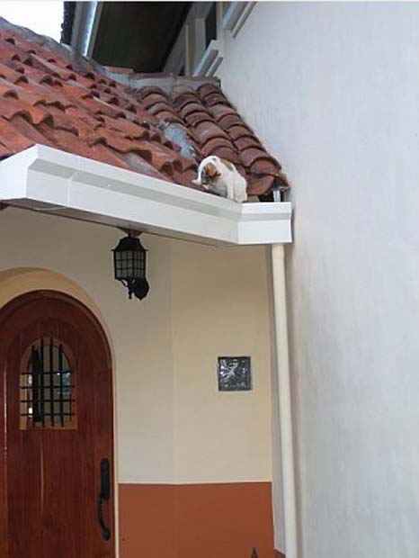 feline on roof
