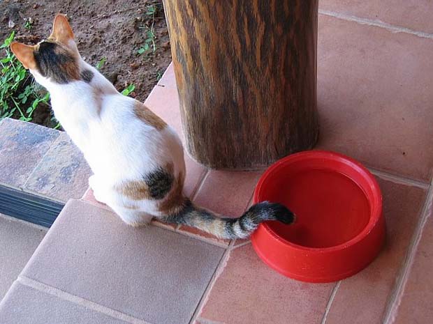 tail in bowl