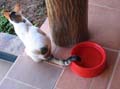 tail in bowl