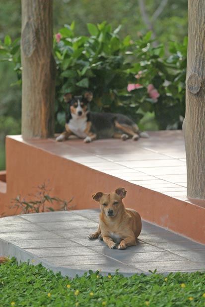 04.dogs