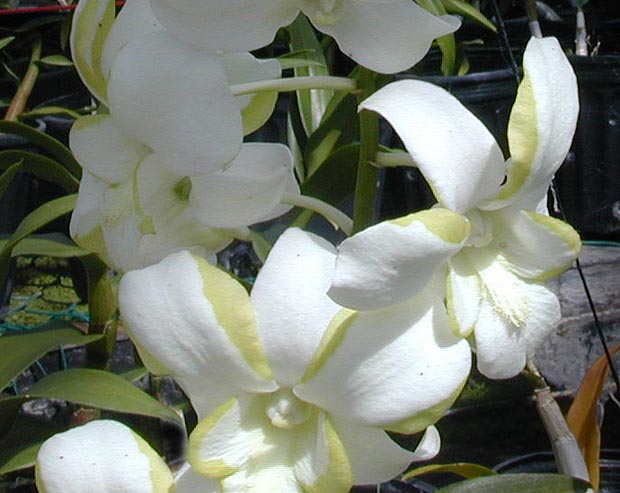 03.white-yellow