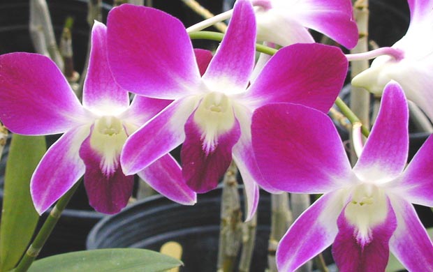 04a.magenta