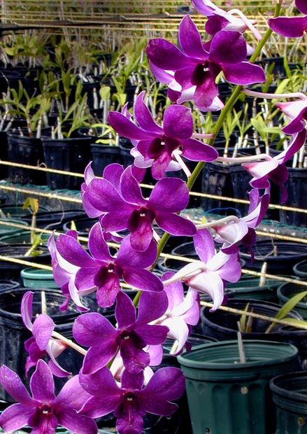 07purple