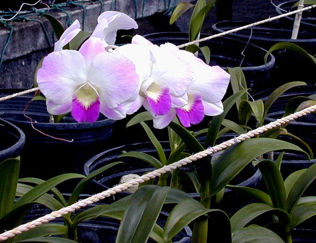 08.white-pink