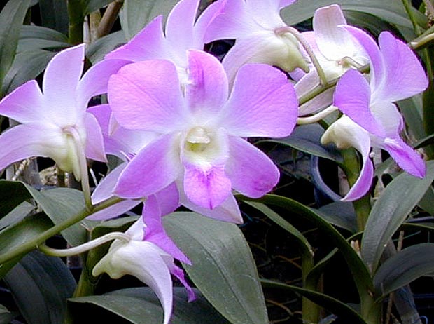 10.pink-white