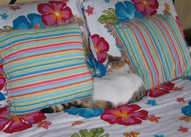 01.soft_spot