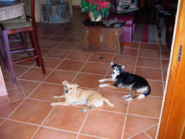 04.dogs