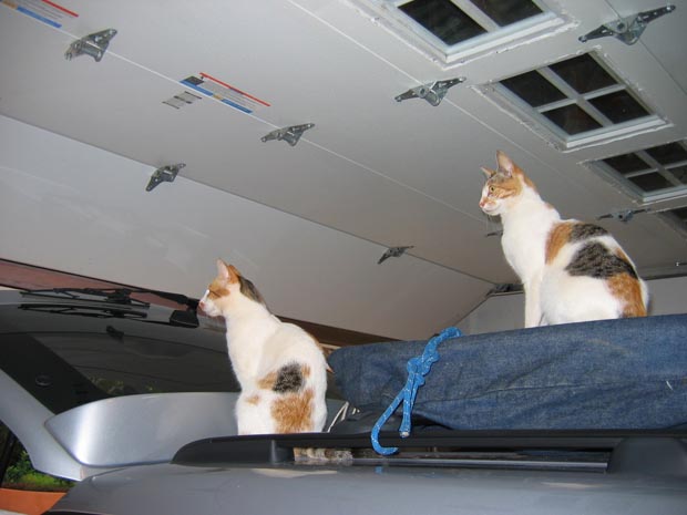02.cats