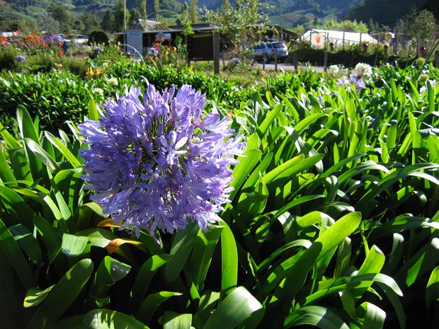 14.agapanthus