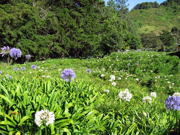 15.agapanthus