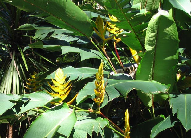 20.heliconia