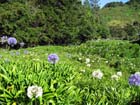 15.agapanthus