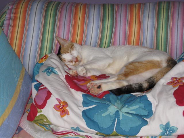 pillow_1