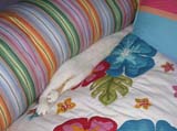 pillow_2