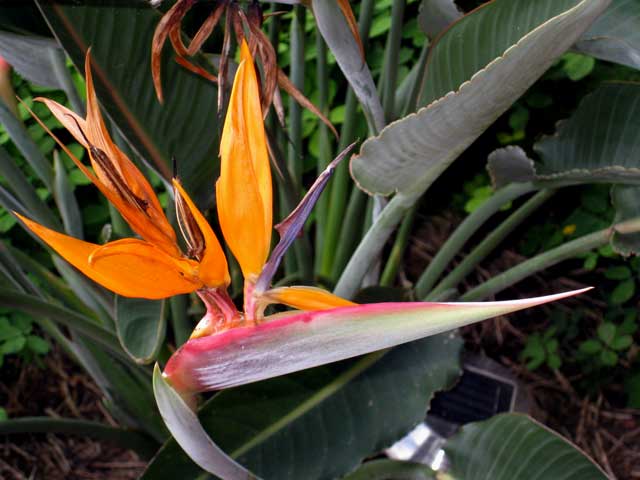 plants_9