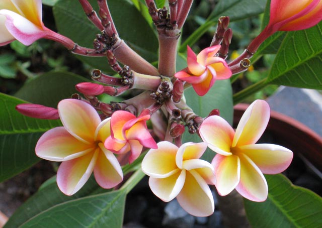plants_3