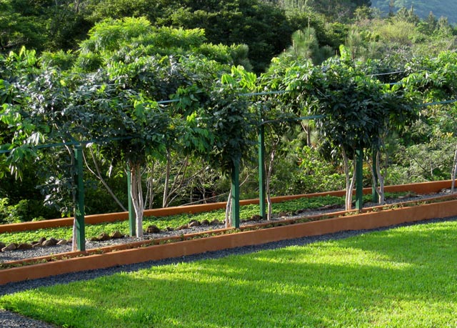plants_4