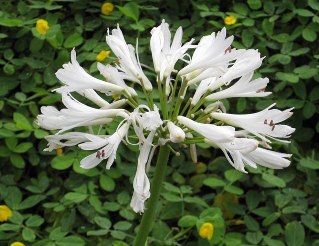plants_6