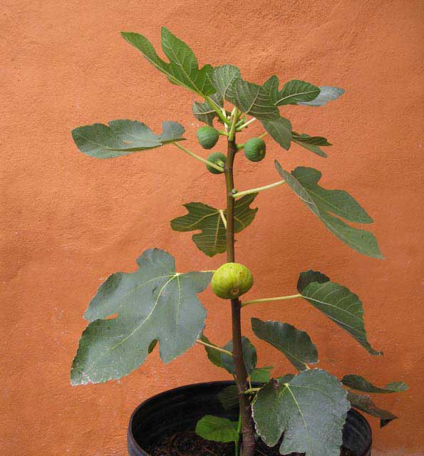 plants_7