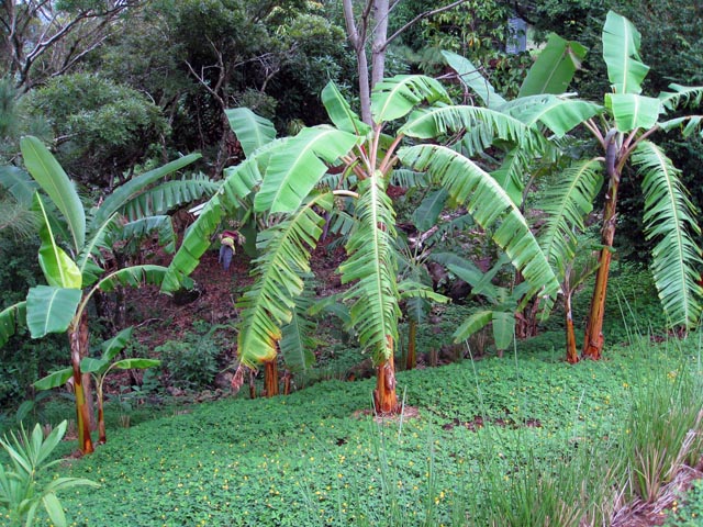 plants_8