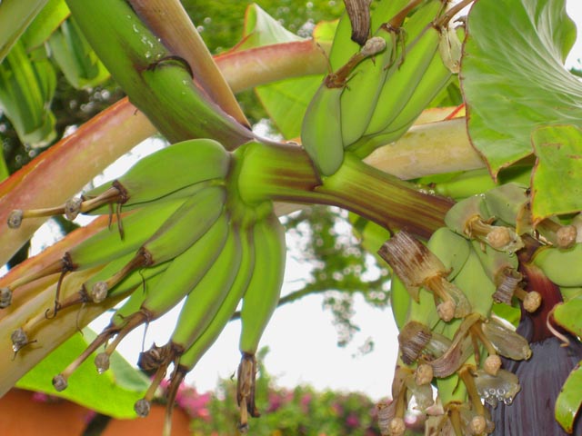 plants_9