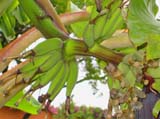 plants_9