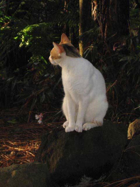 walkabout_05