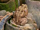 toad_33