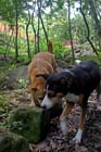 walkabout_01