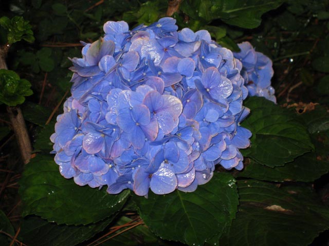 plants_64