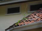plants_31