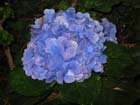 plants_64