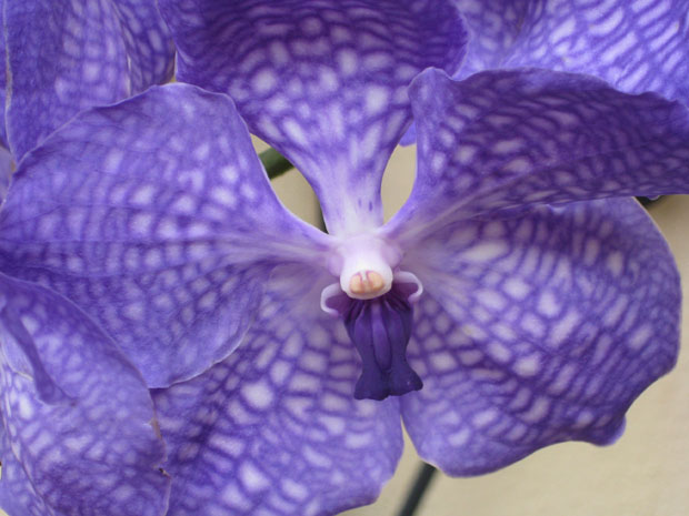 flowers_01