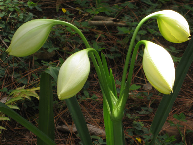 flowers_05